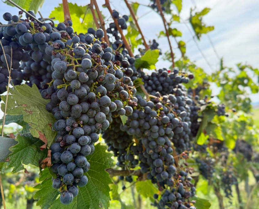 WhatsApp Image 2025-09-18 at 12.47.52