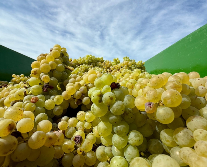 WhatsApp Image 2025-09-18 at 12.47.53 (1)