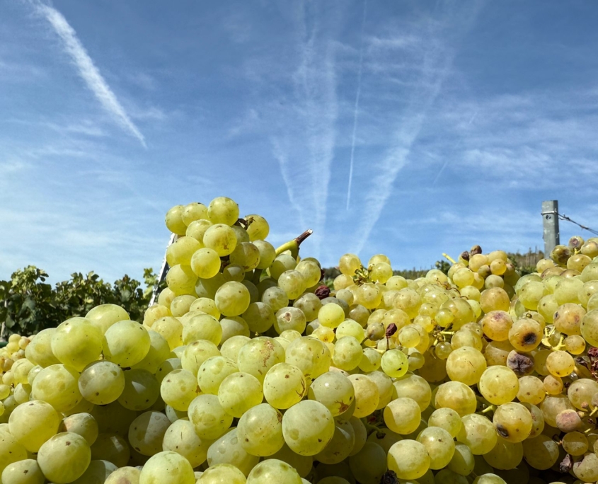 WhatsApp Image 2025-09-18 at 12.47.55